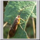 Trichoptera sp - Koecherfliege 02a.jpg